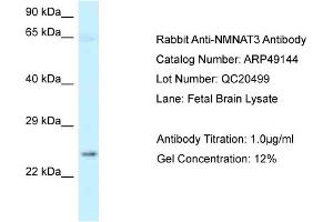 WB Suggested Anti-NMNAT3 Antibody   Titration: 1.