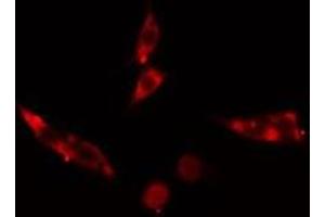 ABIN6275569 staining Hela cells by IF/ICC. (SH3G2 anticorps  (Internal Region))