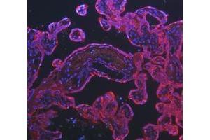 IF analysis of Cytokeratin 8/KRT8 using anti-Cytokeratin 8/KRT8 antibody (ABIN5518853).