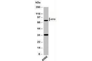 Western blot testing of human samples with ATF6 antibody (AF6229) at 2ug/ml. (ATF6 anticorps  (N-Term))