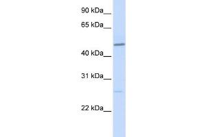 WB Suggested Anti-VDR Antibody Titration:  0. (Vitamin D Receptor anticorps  (N-Term))