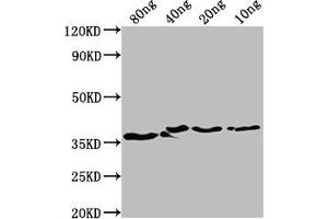 anti-BepA (AA 214-487) antibody