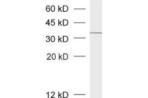 dilution: 1 : 1000, sample: crude synaptosomal fraction of rat brain (P2) (Syntaxin 4 anticorps  (Cytoplasmic Domain))