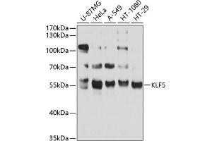 Western blot analysis of extracts of various cell lines, using KLF5 antibody (ABIN3023447, ABIN3023448, ABIN3023449 and ABIN6219969) at 1:1000 dilution. (KLF5 anticorps  (AA 1-250))