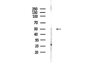 anti-Zinc Finger Protein 174 (ZNF174) (Internal Region) antibody