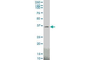 TAZ monoclonal antibody (M14), clone 2B3 Western Blot analysis of TAZ expression in PC-12 . (TAZ anticorps  (AA 1-262))