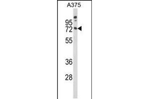 Western blot analysis of MAG Antibody in A375 cell line lysates (35ug/lane)