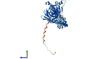 AlphaFold protein structure predicition of Mouse Recombinant Btbd1 Protein, UniprotID P58544