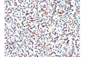 Formalin-fixed, paraffin-embedded human Pancreas stained with Histone H1 Mouse Monoclonal Antibody (1415-1)