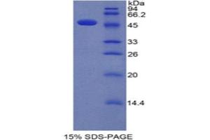 SDS-PAGE (SDS) image for Interferon alpha (IFNA) (AA 24-181) protein (His tag,GST tag) (ABIN2123049)