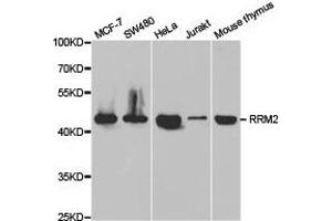 Western Blotting (WB) image for anti-Ribonucleotide Reductase M2 (RRM2) antibody (ABIN1876447) (RRM2 anticorps)