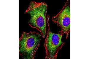 ICC analysis of 4% paraformaldehyde-fixed, 0.