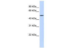 IFIT2 antibody used at 1 ug/ml to detect target protein. (IFIT2 anticorps  (N-Term))