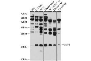 Western blot analysis of extracts of various cell lines, using GMFB antibody (ABIN6131732, ABIN6141181, ABIN6141182 and ABIN6224741) at 1:1000 dilution. (GMFB anticorps  (AA 1-140))