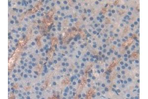 DAB staining on IHC-P; Samples: Rat Adrenal gland Tissue (CD236/GYPC anticorps  (AA 1-95))