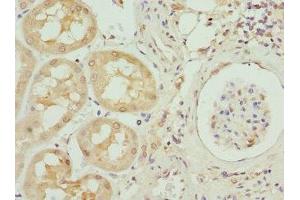 Immunohistochemistry of paraffin-embedded human kidney tissue using ABIN7156239 at dilution of 1:100 (INHBB anticorps  (AA 295-405))