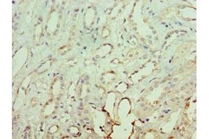 Immunohistochemistry of paraffin-embedded human kidney tissue using ABIN7161930 at dilution of 1:100