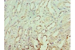 Immunohistochemistry of paraffin-embedded human kidney tissue using ABIN7161930 at dilution of 1:100 (NRF1 anticorps  (AA 1-300))