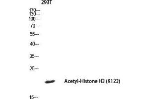 Western Blot (WB) analysis of 293T lysis using histone3 antibody.