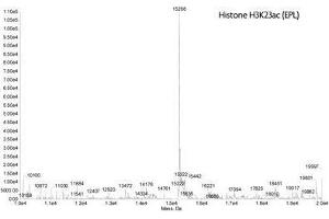 Mass Spectrometry (MS) image for Histone H3 (H3) (H3K23ac) protein (ABIN2669543)