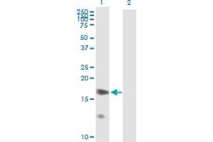 Western Blot analysis of PTGES expression in transfected 293T cell line by PTGES MaxPab polyclonal antibody. (Prostaglandin E Synthase anticorps  (AA 1-152))