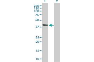 Western Blot analysis of WNT5B expression in transfected 293T cell line by WNT5B MaxPab polyclonal antibody. (WNT5B anticorps  (AA 1-359))