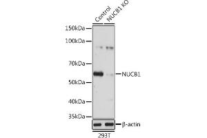 Western blot analysis of extracts from normal (control) and NUCB1 knockout (KO) 293T cells, using NUCB1 antibody (ABIN1681132, ABIN3018387, ABIN3018388 and ABIN6220455) at 1:3000 dilution. (Nucleobindin 1 anticorps  (AA 302-461))