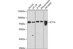 Western blot analysis of extracts of various cell lines, using IFT74 antibody (ABIN6127640, ABIN6142220, ABIN6142222 and ABIN6216400) at 1:3000 dilution. (IFT74 anticorps  (AA 1-372))