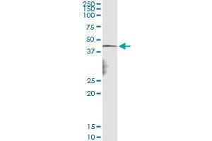 Immunoprecipitation of NDN transfected lysate using anti-NDN monoclonal antibody and Protein A Magnetic Bead , and immunoblotted with NDN MaxPab rabbit polyclonal antibody.