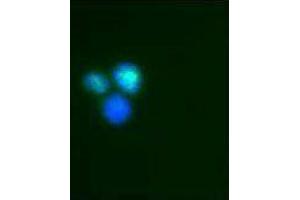 Immunofluorescence (IF) image for anti-Interferon Regulatory Factor 9 (IRF9) antibody (ABIN2666230) (IRF9 anticorps)
