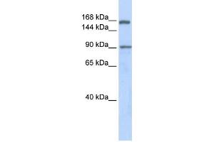 Western Blotting (WB) image for anti-AF4/FMR2 Family, Member 2 (AFF2) antibody (ABIN2458294) (AFF2 anticorps)