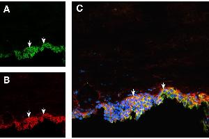 Expression of  and Aquaporin-4 in rat brain subfornical organ (SFO).