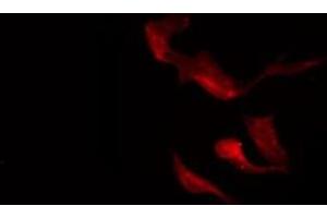 ABIN6275366 staining A549 by IF/ICC.