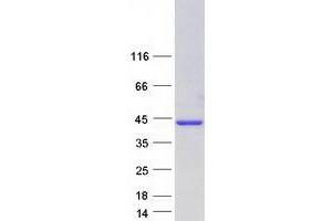 Validation with Western Blot