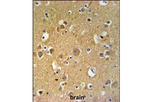 TUBB2C Antibody IHC analysis in formalin fixed and paraffin embedded human brain tissue followed by peroxidase conjugation of the secondary antibody and DAB staining. (TUBB2C anticorps  (AA 99-125))