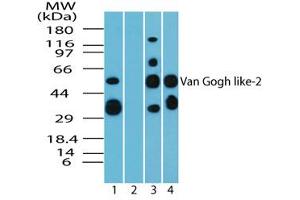 Image no. 1 for anti-Vang-Like 2 (VANGL2) (AA 300-350) antibody (ABIN960405) (VANGL2 anticorps  (AA 300-350))
