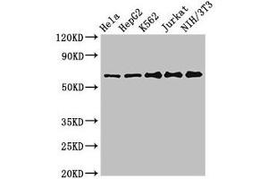 Western Blot Positive WB detected in: Hela whole cell lysate, HepG2 whole cell lysate, K562 whole cell lysate, Jurkat whole cell lysate, NIH/3T3 whole cell lysate All lanes: CPSF6 antibody at 3 μg/mL Secondary Goat polyclonal to rabbit IgG at 1/50000 dilution Predicted band size: 60, 64, 53 kDa Observed band size: 60 kDa (CPSF6 anticorps  (AA 186-226))