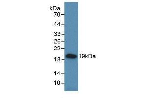 Detection of Recombinant HSPb6, Rat using Monoclonal Antibody to Heat Shock Protein Beta 6 (HSPb6)