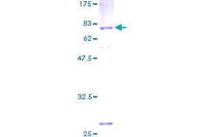 Image no. 1 for Immunoglobulin Superfamily, Member 11 (IGSF11) (AA 1-430) protein (GST tag) (ABIN1307621)