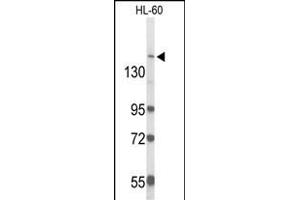 Western blot analysis of RAB3G Antibody (C-term) (ABIN6244093 and ABIN6579059) in HL-60 cell line lysates (35 μg/lane). (RAB3GAP2 anticorps  (C-Term))