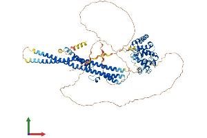 AlphaFold protein structure predicition of Human Recombinant SH3BP1 Protein, UniprotID Q9Y3L3