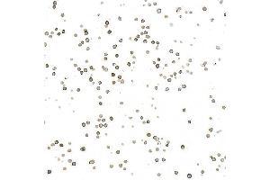 Immunocytochemistry (ICC) image for anti-Thrombomodulin (THBD) (AA 17-517) antibody (ABIN7795655)