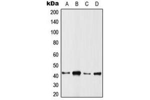 Western blot analysis of ARFIP1 expression in HeLa (A), SP2/0 (B), PC12 (C), rat muscle (D) whole cell lysates. (ARFIP1 anticorps  (C-Term))