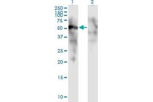 Western Blot analysis of FOXD1 expression in transfected 293T cell line by FOXD1 monoclonal antibody (M01), clone 2C10.