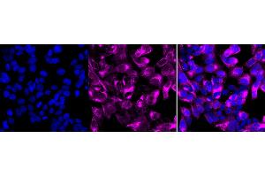 Immunocytochemical staining of HAP-1 cells with PTTG1 antibody (ABIN7799839), 1:1,000).