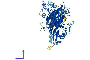 AlphaFold protein structure predicition of Mouse Recombinant Capn5 Protein, UniprotID O08688