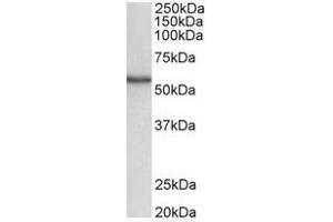 AP31684PU-N (0. (STK38 anticorps  (C-Term))