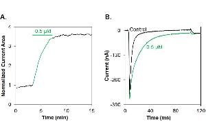 ATX-II-ATTO Fluor-647N enhances the current of NaV1.
