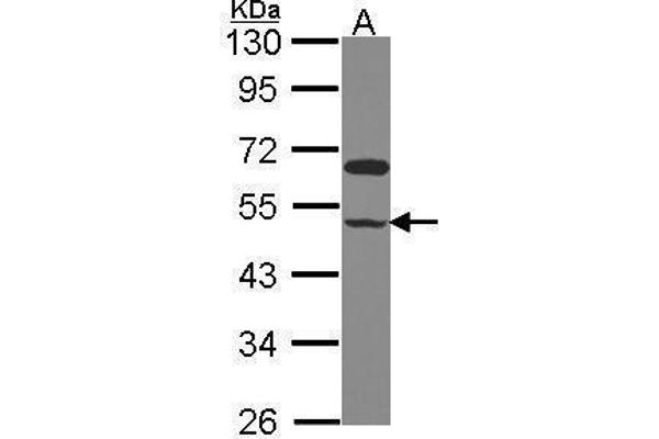 GCOM1 Antikörper  (C-Term)