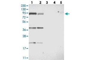 Western blot analysis of Lane 1: RT-4, Lane 2: U-251 MG, Lane 3: Human Plasma, Lane 4: Liver, Lane 5: Tonsil with FAM129B polyclonal antibody  at 1:250-1:500 dilution. (MEG3 anticorps)
